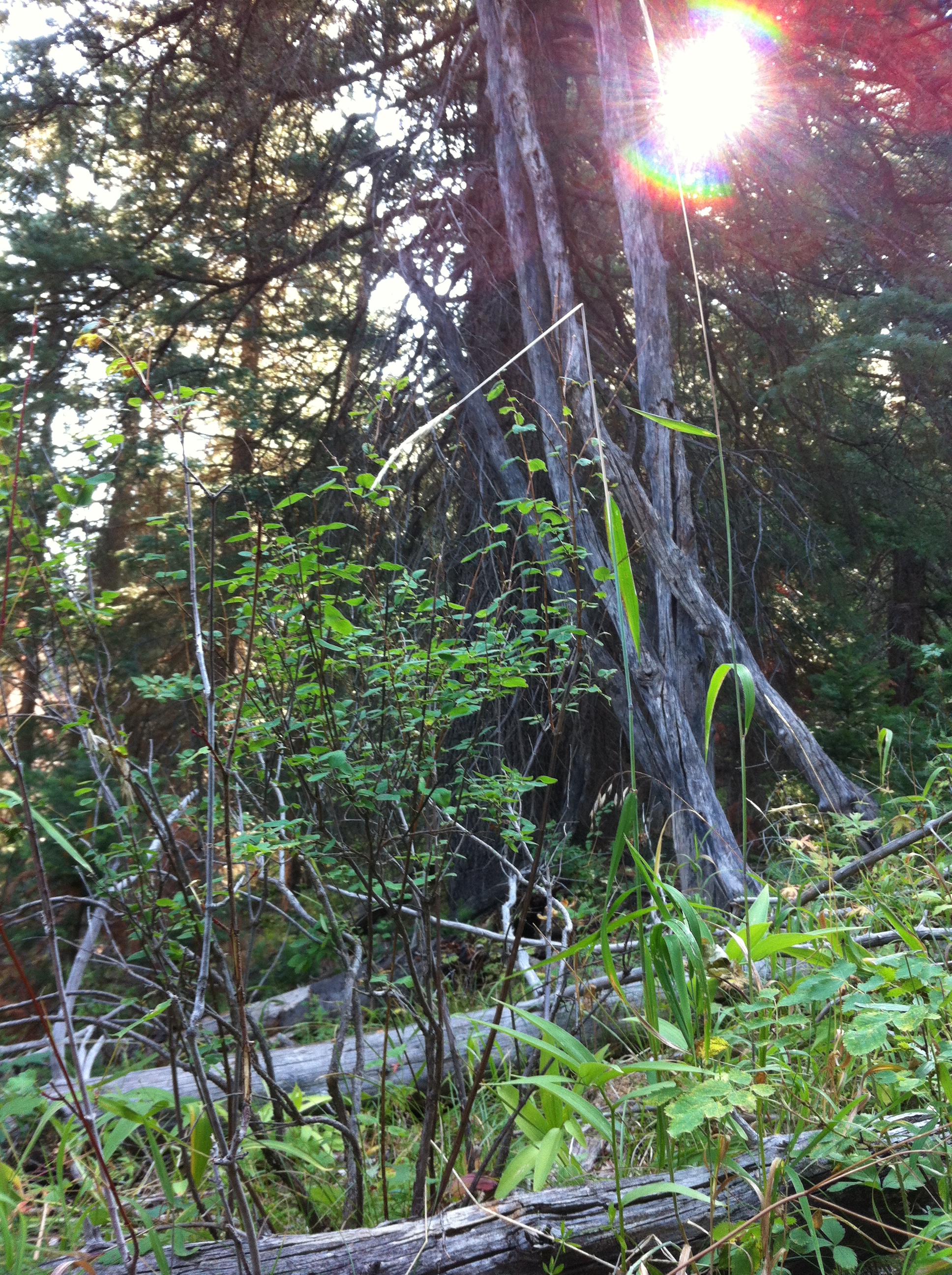 Archery Elk Hunting 2015